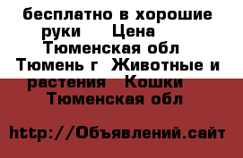   бесплатно в хорошие руки . › Цена ­ 0 - Тюменская обл., Тюмень г. Животные и растения » Кошки   . Тюменская обл.